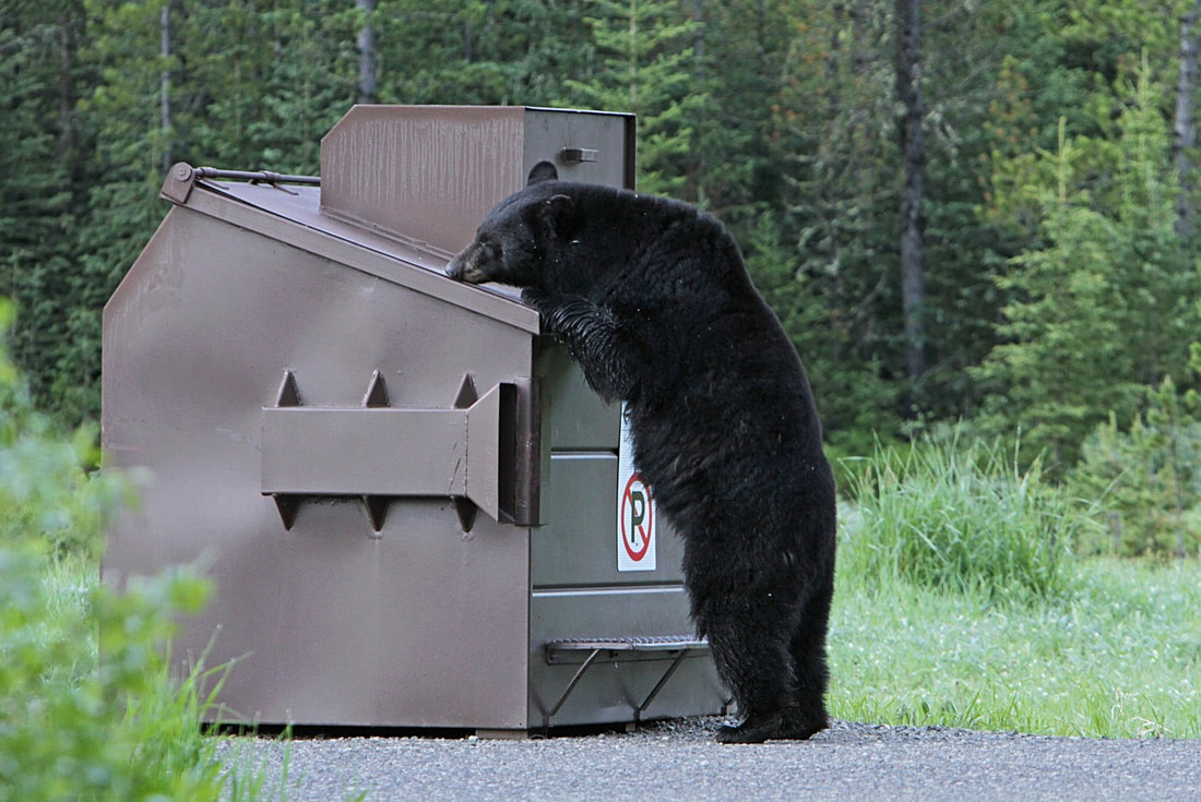 curious black bear peering into a container in the woods